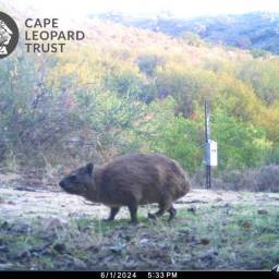 Rock hyrax or dassie